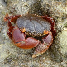 Red Crab